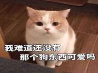 湖南小妖网络科技有限公司