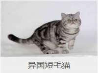 湖南小妖网络科技有限公司