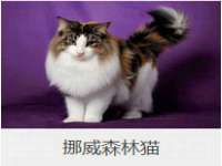 湖南小妖网络科技有限公司