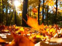 湖南小妖网络科技有限公司