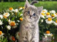 湖南小妖网络科技有限公司