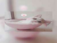 湖南小妖网络科技有限公司