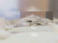 湖南小妖网络科技有限公司