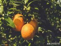 湖南小妖网络科技有限公司
