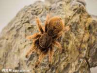 湖南小妖网络科技有限公司