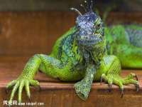 湖南小妖网络科技有限公司