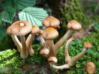 湖南小妖网络科技有限公司