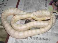 湖南小妖网络科技有限公司
