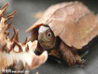 湖南小妖网络科技有限公司